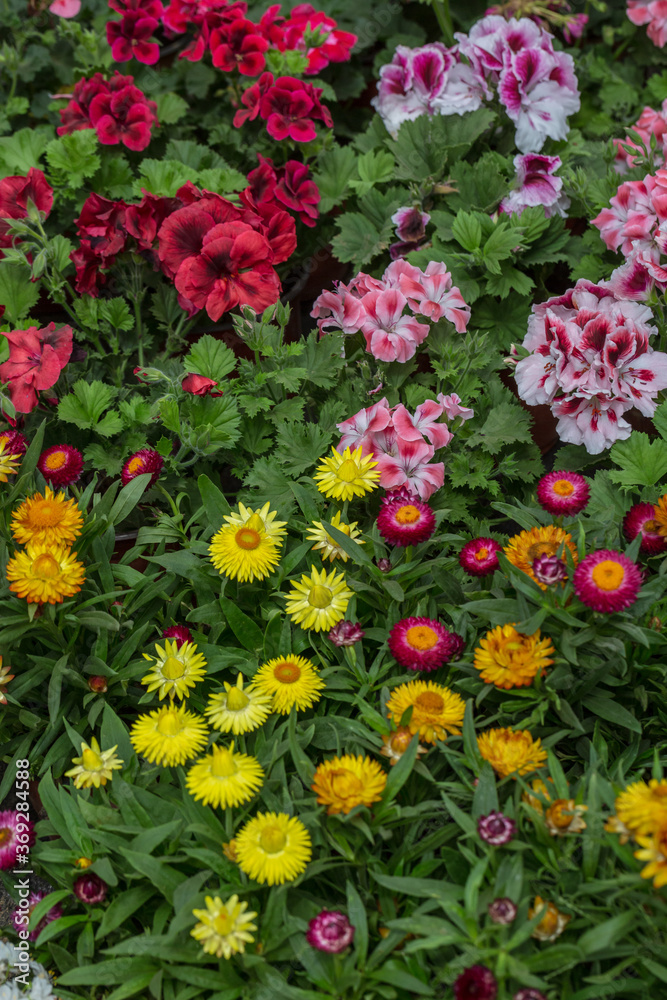 Blooming colorful helichrysum flowers，Helichrysum bracteatum (Vent.) Andr.
