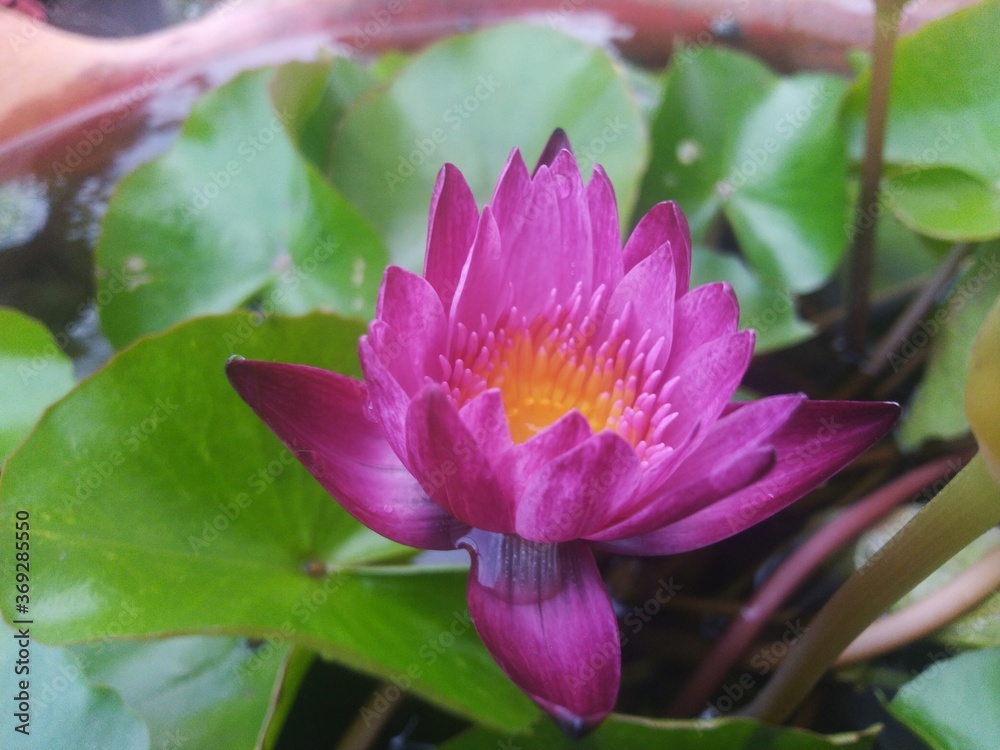 pink water lily