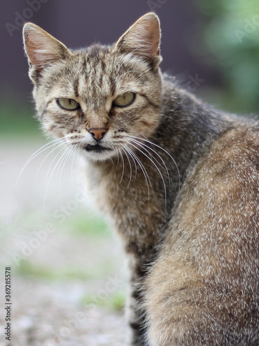 Wallpaper Mural Old cat sitting in the garden yard among the plants. Torontodigital.ca