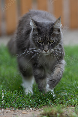 Closed up of domestic adorable black grey Maine Coon kitten, young peaceful cat in sunshine day