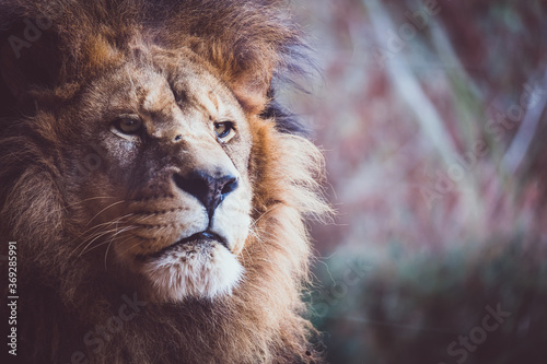 Portrait d'un incroyable lion d'afrique photo