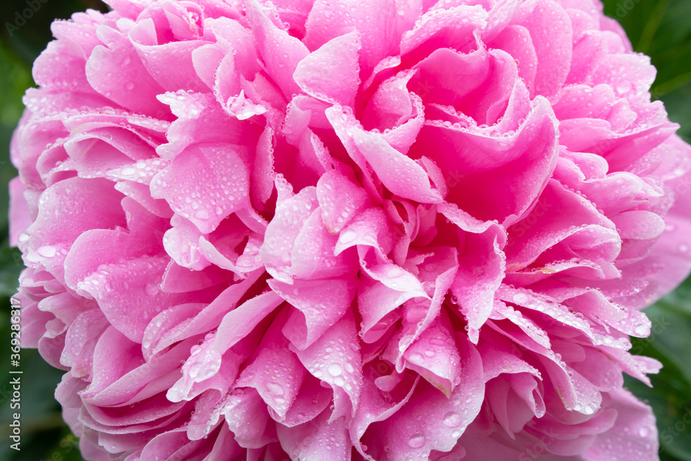 Peony Bud with dew drops. Close up. Selective focus. Peony Bud with dew drops. Close up. Selective focus.