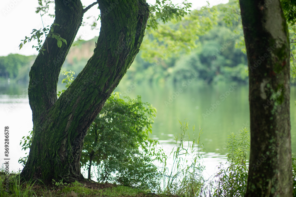 Obraz premium tree in the forest