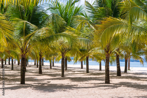 Coconut palm trees on white sandy beach near South China Sea on island of Phu Quoc  Vietnam. Travel and nature concept