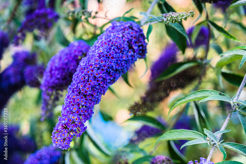 A selective focus shot of blooming purple Buddleja