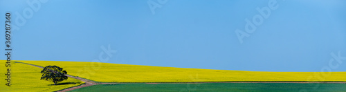Canola fields with the Riviersonderend Mountains in the background. Near Riviersonderend. Western Cape. South Africa