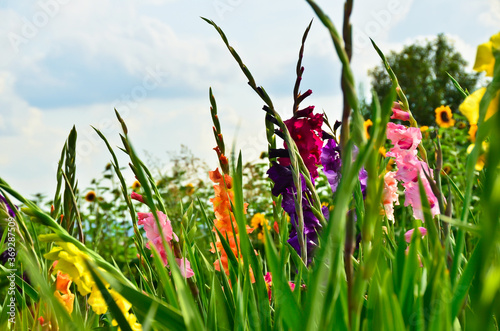 A beautiful big field of many gladiolus in different bright colours growing into the blue sky in summer