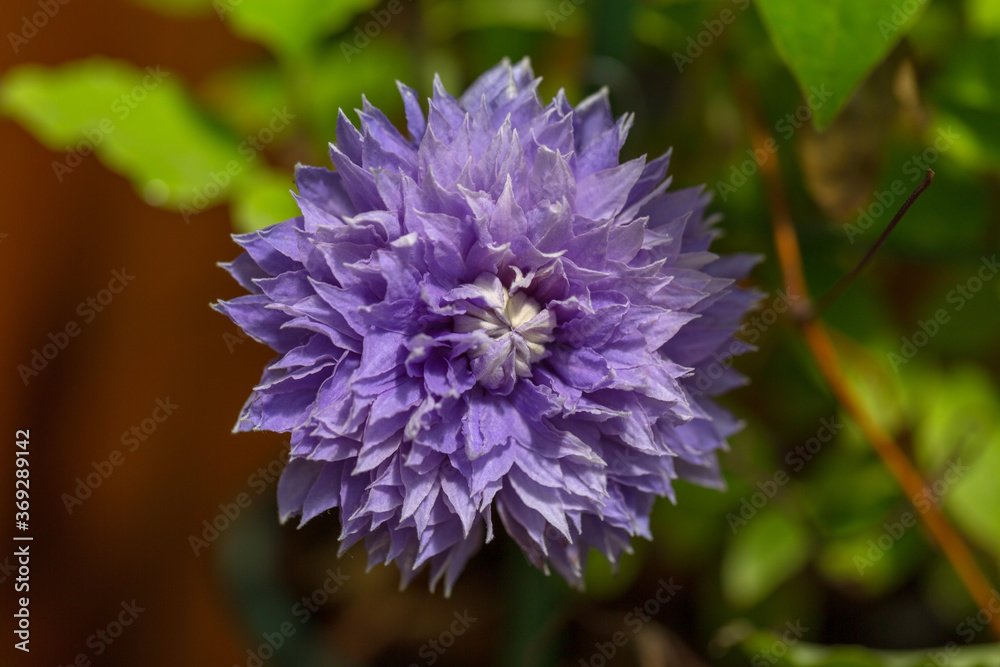 Outdoor blue flower cornflower and green leaves,Centaurea cyanus L. Outdoor blue flower cornflower and green leaves,Centaurea cyanus L.