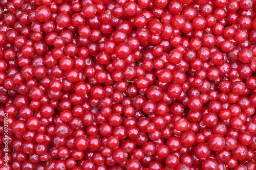 Background of red currant close-up