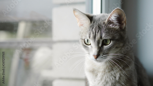 Close-up portrait of a beautiful gray cat with yellow eyes. A domestic cat sits on the windowsill and watches what is happening. Image for veterinary clinics, sites about cats, for cat food.