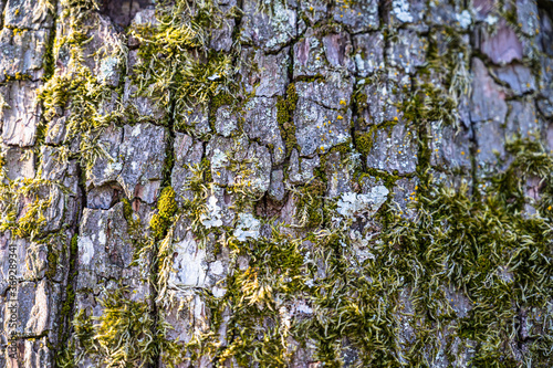 Fototapeta Naklejka Na Ścianę i Meble -  A closeup shot of an old tree trunk covered with mos