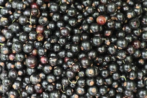 Black currant background close-up. View from above.