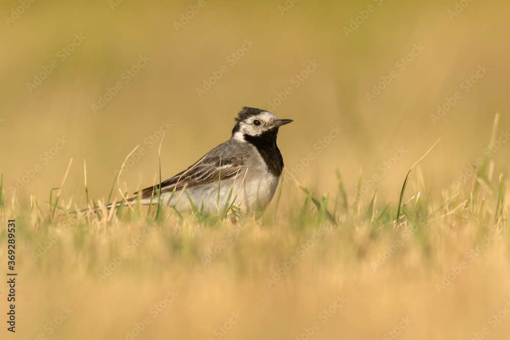 Fototapeta premium White wagtail (Motacilla alba) sitting in the grass. Cute black and white songbird in evening light with soft yellow background. Wildlife scene from nature. Croatia