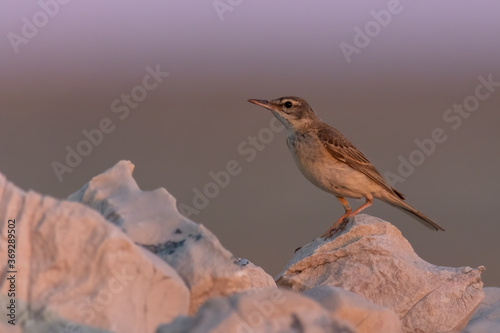 Tawny pipit (Anthus campestris) sitting in the grass on a rocky meadow. Small brown songbird with a stripe on its head in its habitat in evening orange light. Wildlife scene from nature. Croatia © Lukas Zdrazil