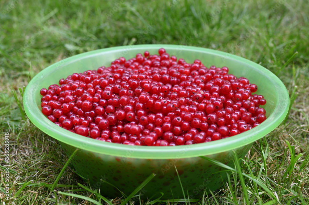 a bowl of red currants on the grass a bowl of red currants on the grass