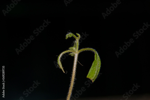 green sprout on black background