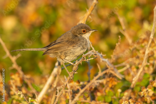 Sardinian warbler (Sylvia melanocephala) sitting on a stick in a bush. Black warbler with white throat and red eye. Portrait of a beautiful bird. Wildlife scene from nature, Croatia.
