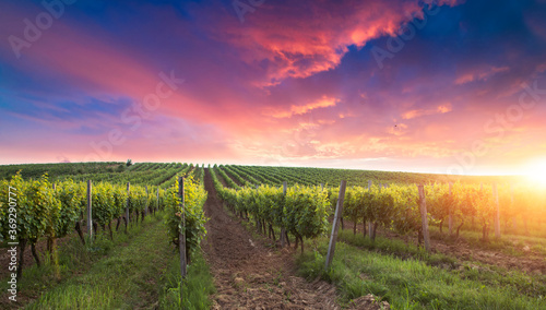 Scenery vineyard along the south Styrian vine route named Suedsteirische Weinstrasse in Austria at sunset  Europe.