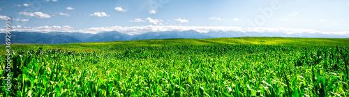 Green cornfield with Fagaras mountains in the back  Romania