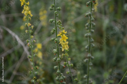 Common agrimony (Agrimonia eupatoria).Medicinal plant:Agrimonia eupatoria. Common agrimony