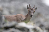 All the beauty of Alpine ibex female in summer season (Capra ibex)