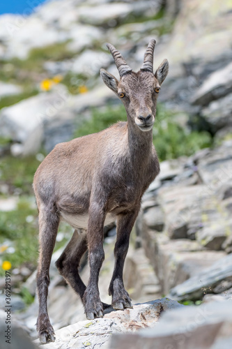 Wonderful portrait of Alpine ibex female at grazing  Capra ibex 