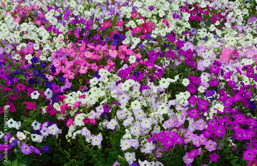 beautiful bright multi-colored meadow with petunias, with fragrant annual flowers - natural background