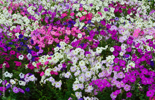 beautiful bright multi-colored meadow with petunias, with fragrant annual flowers - natural background