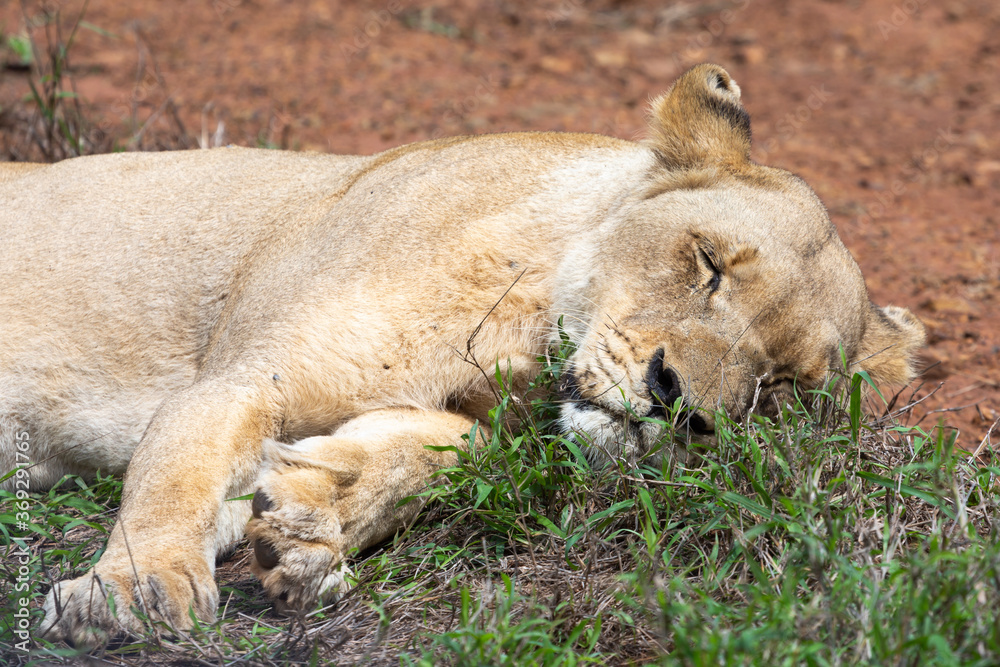 sleeping female Lion in Hlane National Park, Lubombo Province, Eswatini, southern africa sleeping female Lion in Hlane National Park, Lubombo Province, Eswatini, southern africa