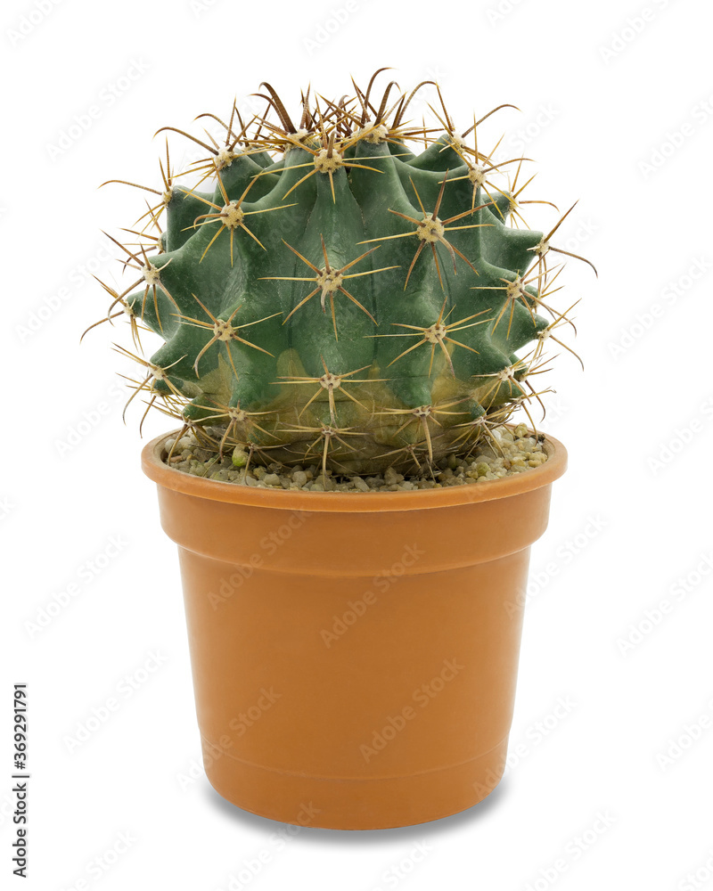 Cactus plant in pot isolated on white. Carmine cob cactus. Cactus plant in pot isolated on white. Carmine cob cactus.