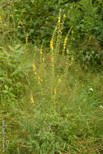 Common agrimony (Agrimonia eupatoria).Medicinal plant:Agrimonia eupatoria. Common agrimony
