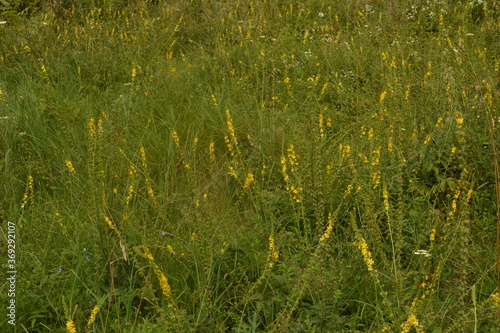 Tableau sur toile Common agrimony (Agrimonia eupatoria)