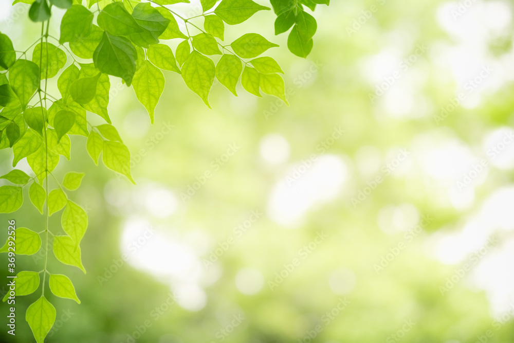 Concept nature view of green leaf on blurred greenery background in garden and sunlight with copy space using as background natural green plants landscape, ecology, fresh wallpaper concept. Concept nature view of green leaf on blurred greenery background in garden and sunlight with copy space using as background natural green plants landscape, ecology, fresh wallpaper concept.