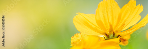 Concept nature view of yellow leaf on blurred greenery background in garden and sunlight with copy space using as background natural green plants landscape, ecology, fresh wallpaper concept.