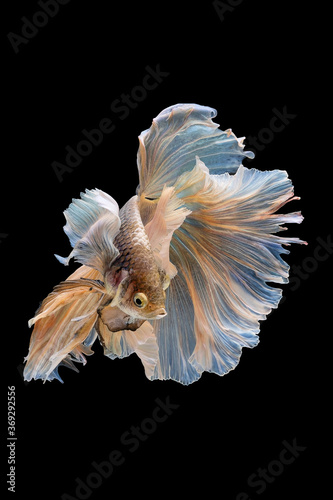 Betta Siamese fighting fish, Rhythmic of betta fish (Halfmoon white elephant ear) isolated on black background. Swimming and show an attractive body. Moving and dancing concept.