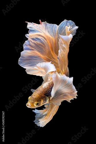 Betta Siamese fighting fish, Rhythmic of betta fish (Halfmoon yellow elephant ear) isolated on black background. Swimming and show an attractive body. Moving and dancing concept.