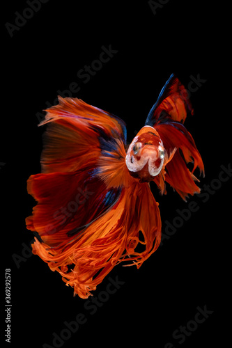 Fototapeta Naklejka Na Ścianę i Meble -  Betta Siamese fighting fish, Rhythmic of betta fish (Halfmoon red and blue) isolated on black background. Swimming and show an attractive body. Moving and dancing concept.