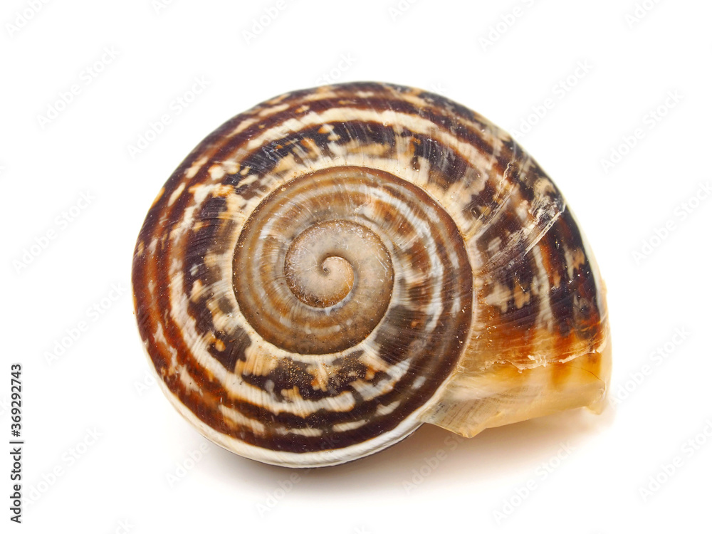 Gastropod shell isolated on white background Gastropod shell isolated on white background