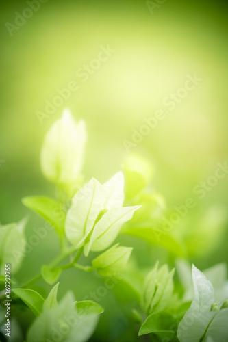 Concept nature view of white leaf on blurred greenery background in garden and sunlight with copy space using as background natural green plants landscape, ecology, fresh wallpaper concept.