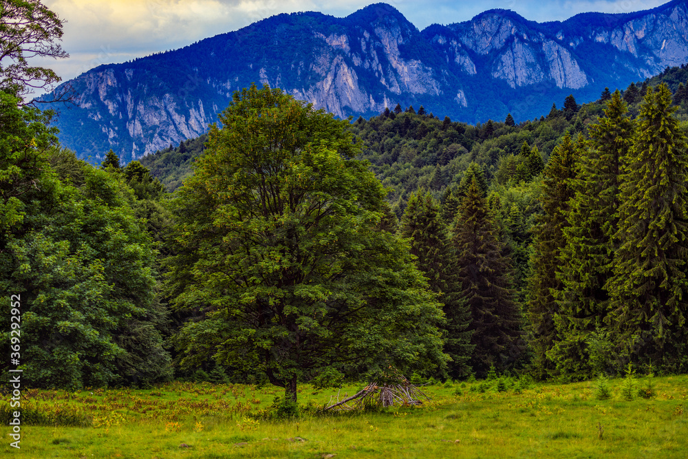 Beautiful landscape with pine forest in the mountains and clouds