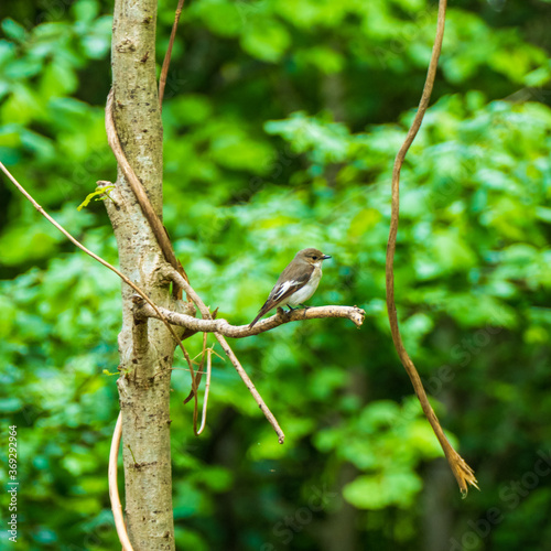 Close up of female European pied flycatcher (Ficedula hypoleuca)  © Gert-Jan van Vliet