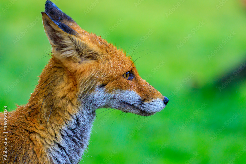 Red fox, Vulpes vulpes, in fresh spring rain.