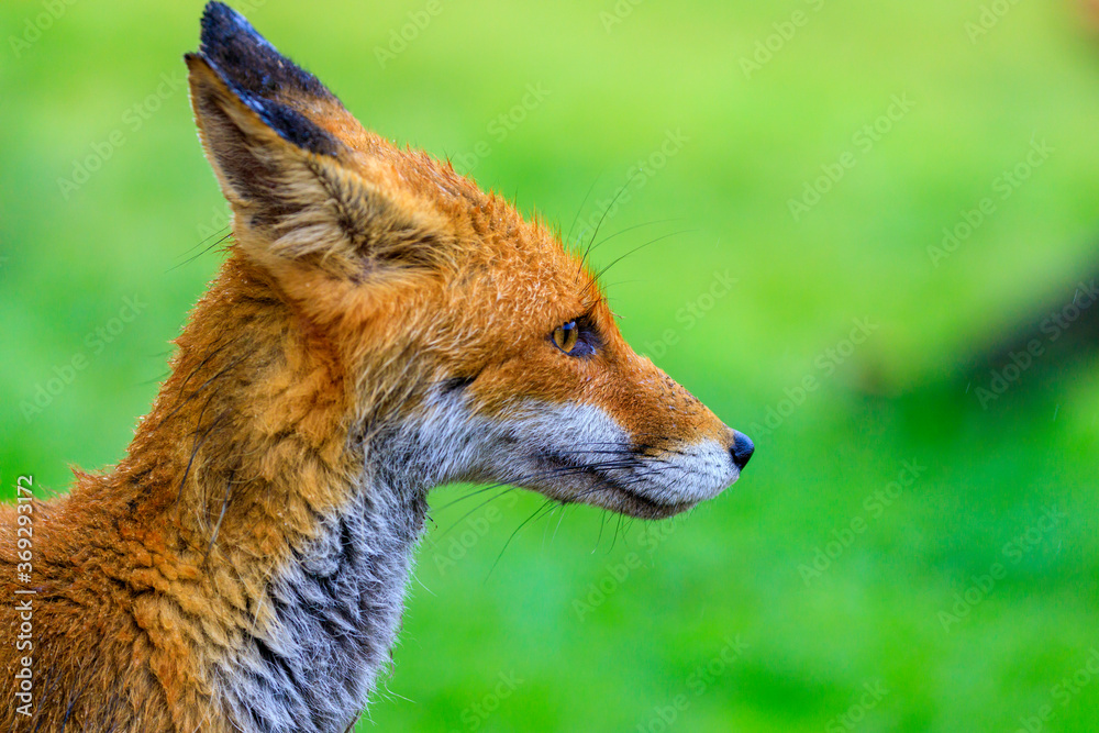 Red fox, Vulpes vulpes, in fresh spring rain.