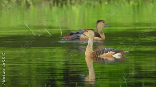 wistling ducks chilling on water UHD mp4 4k . photo