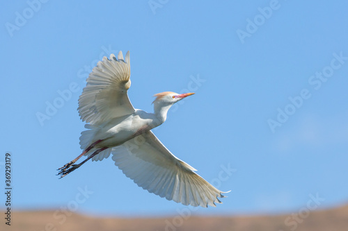 Flying Cattle Egret close to Clarens, Freestate, South Africa