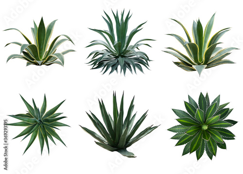 Set of agave plants isolated on white background with clipping path. Tropical plant with sharp thorns. Side view and top view. photo