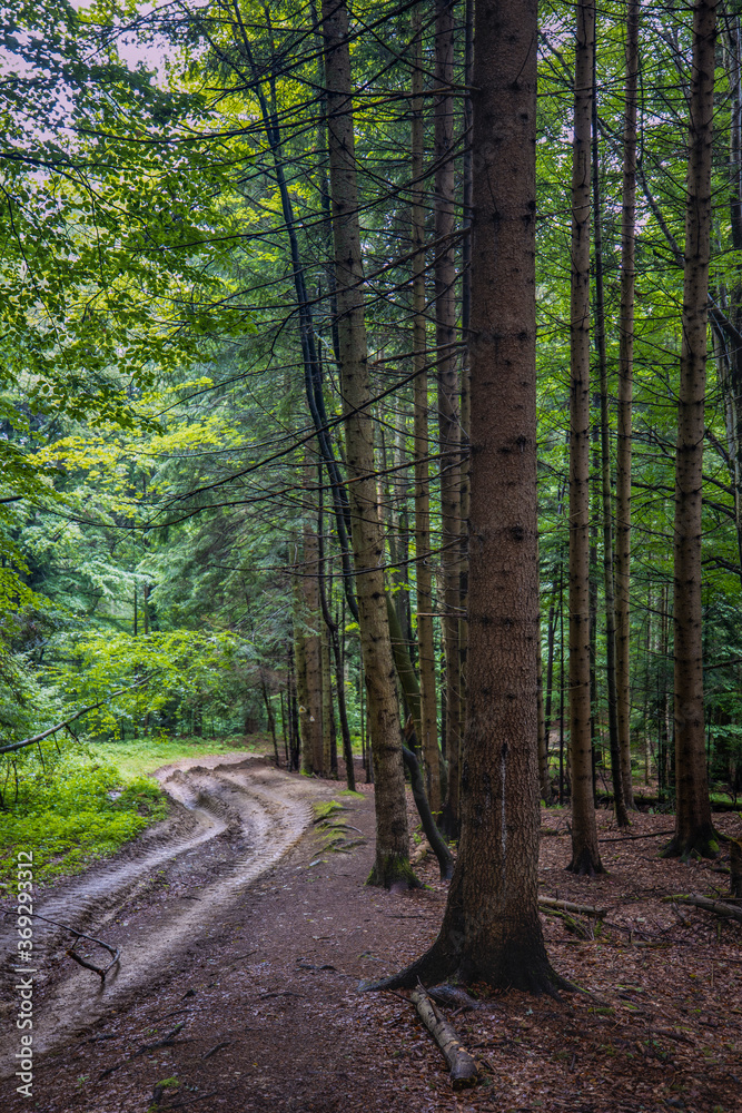 tourist route through a forest of old pines tourist route through a forest of old pines