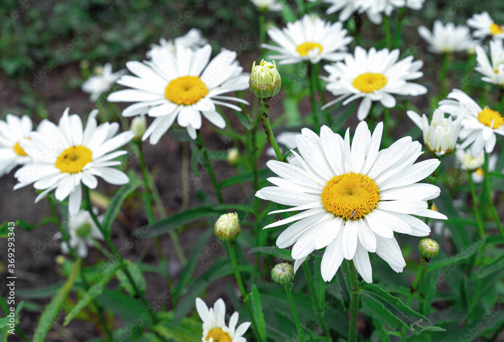 Blooming white chamomiles in the summer garden. Blooming white chamomiles in the summer garden.