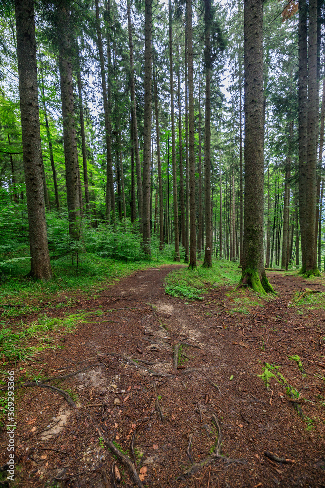 tourist route through a forest of old pines