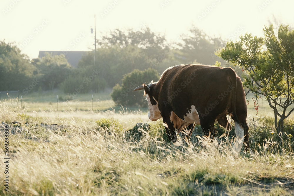 Hereford bull walking through farm field during sunrise.